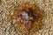 Jellyfish, phylum Cnidaria on pebble beach.