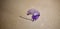 The jellyfish purple