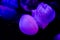 Jellyfish in purple light