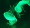 Jellyfish rendered in green light