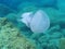 Jellyfish Rhizostoma pulmo