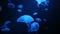 Jellyfish (Rhizostoma pulmo) floating in deep blue water