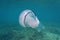 A jellyfish Rhizostoma pulmo Mediterranean sea