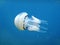 Jellyfish Rhizostoma pulmo Mediterranean sea