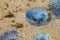 Jellyfish Rhizostoma on sand sea shore after storm at summer