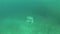 Jellyfish sea medusa diving underwater video