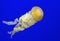 Jellyfish / sea nettle