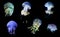 Jellyfish species over black background