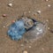 Jellyfish stranded ashore