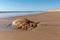 Jellyfish stranded on a beach