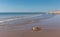 Jellyfish stranded on a beach