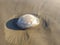 jellyfish stranded on the beach on the shores of Jesolo. background.