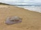 A jellyfish stranded at waters edge on the beach.