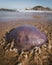 Jellyfish surrounded by hungry snails