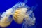 Jellyfish swiming close up