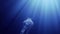 Jellyfish swimming in deep ocean