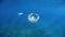 Jellyfish while swimming free in the crystal clear of the coast illuminated by the sun\\\'s rays underwater while diving in