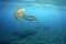 Jellyfish while swimming free in the crystal clear of the coast illuminated by the sun\\\'s rays underwater while diving in