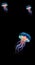 Jellyfish swimming isolated in dark black background