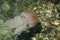 Jellyfish swimming in shallow ocean water near the rocky coast at Brighton le sands beach, Sydney, Australia.