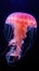 Jellyfish swimming in the water. Jellyfish is a marine species of the genus Phyllorhiza.