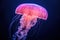 Jellyfish swimming in the water. Jellyfish is a marine species of the genus Phyllorhiza.