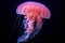 Jellyfish swimming in the water. Jellyfish is a marine species of the genus Phyllorhiza.