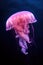 Jellyfish swimming in the water. Jellyfish is a marine species of the genus Phyllorhiza.
