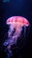 Jellyfish swimming in the water. Jellyfish is a marine species of the genus Phyllorhiza.