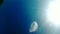 Jellyfish swims in the Baltic sea