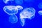 Jellyfish in tank with blacklight