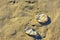 Jellyfish on the tropical sand