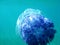 Jellyfish under dark blue water in the sea swimming away