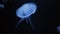 Jellyfish underwater on black