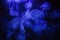 jellyfish underwater, dark background, blue color light, wildlife sea animal