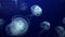 Jellyfish Underwater Footage with glowing medusas