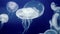 Jellyfish Underwater Footage with glowing medusas