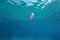 A jellyfish underwater Mediterranean sea