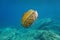 Jellyfish underwater sea Mediterranean jelly