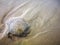 Jellyfish wash up on the beach dead during the low tide on the sea shore.