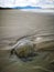 Jellyfish wash up on the beach dead during the low tide on the sea shore.