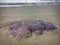 Jellyfish wash up on the beach dead during the low tide on the sea shore.