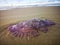 Jellyfish wash up on the beach dead during the low tide on the sea shore.