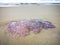 Jellyfish wash up on the beach dead during the low tide on the sea shore.