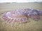 Jellyfish wash up on the beach dead during the low tide on the sea shore.