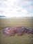 Jellyfish wash up on the beach dead during the low tide on the sea shore.