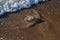 Jellyfish washed up on the seashore