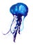 Jellyfish watercolor illustration. Painted medusa isolated on white background, underwater wildlife.