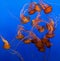 Jellyfishes on blue background