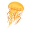 Jellyfishes or medusae yellow. Underwater animal, free-swimming marine creature.